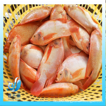 Frozen fresh small whole round red tilapia